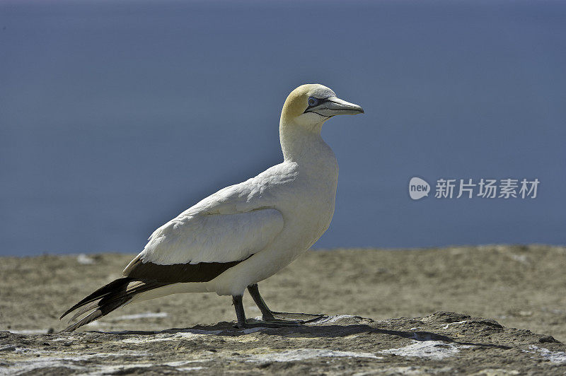 澳大利亚塘鹅(Morus serrator)澳大利亚塘鹅，Tākapu)是塘鹅科的一种大型海鸟。新西兰北岛，绑架角。